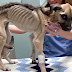 Veja a recuperação de Angel, a cadela que quase morreu de fome