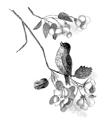 bird digital clip border birds printable trees illustration tree flower books branch fences