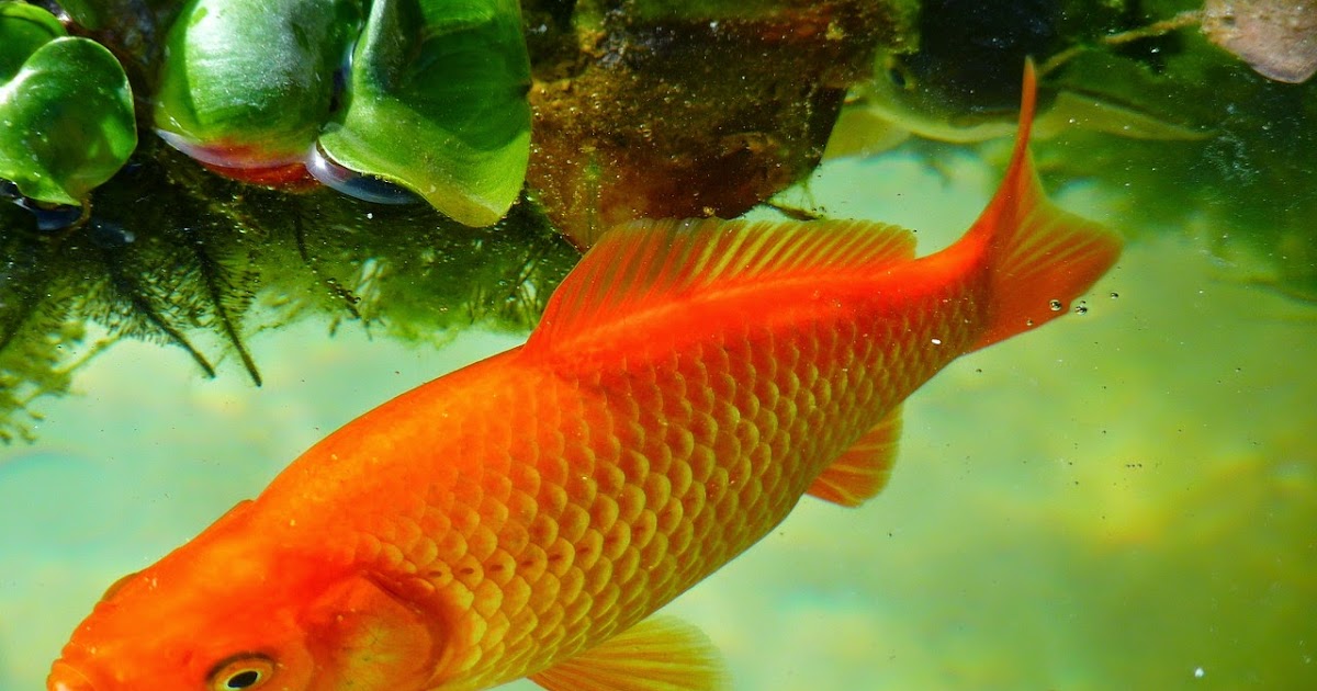 35 Mimpi mancing ikan sgp