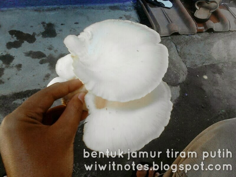 wiwit notes Persiapan Budidaya Jamur Tiram Putih