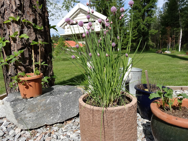 nationaldagen+(1) - Bilder från en Nationaldag