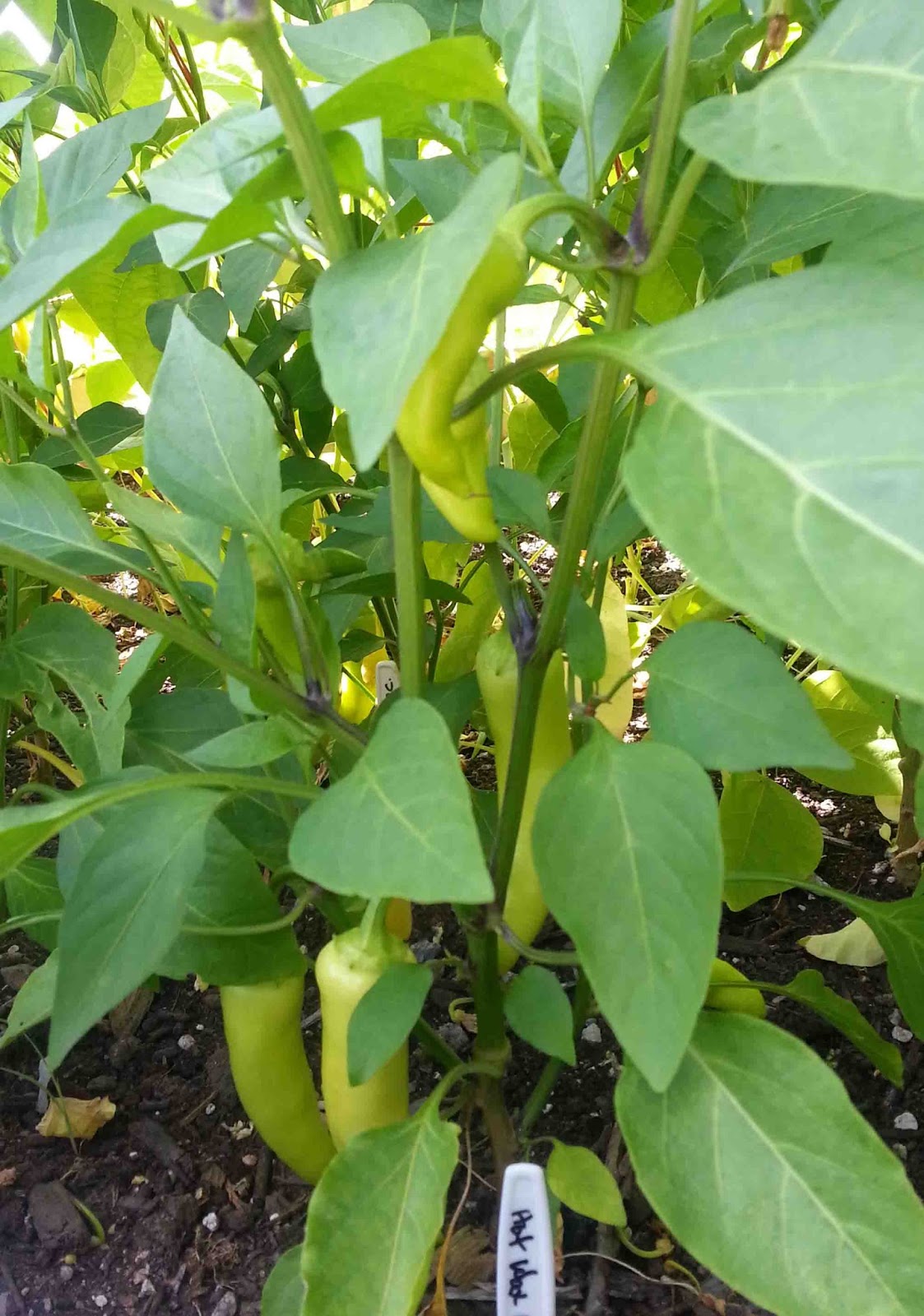 End of Season Review Peppers