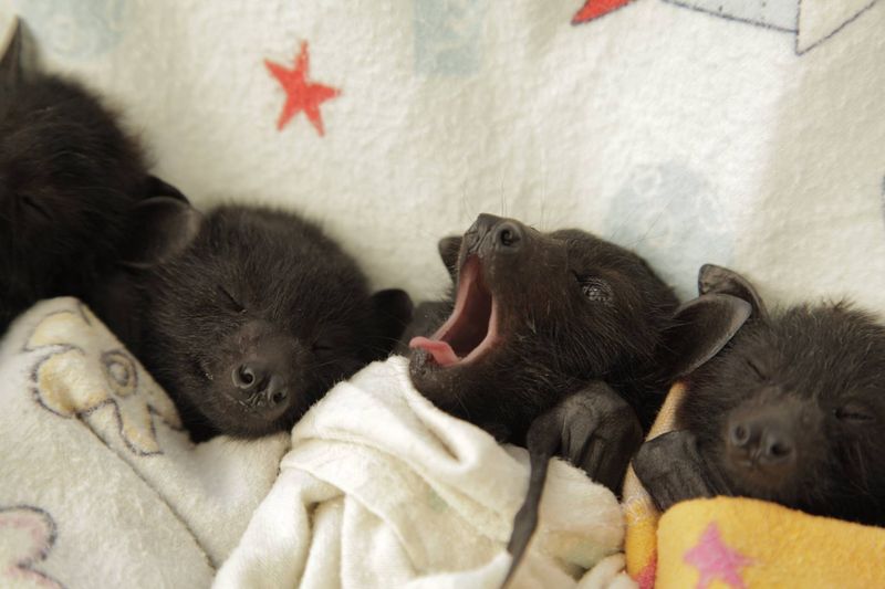 Erin's Blog Baby Bats in Blankets
