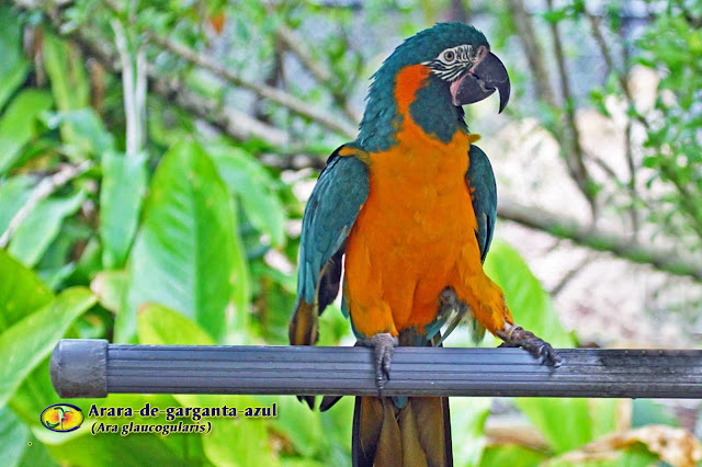 ORNITOLOGIA: Arara-de-garganta-azul (Ara glaucogularis)