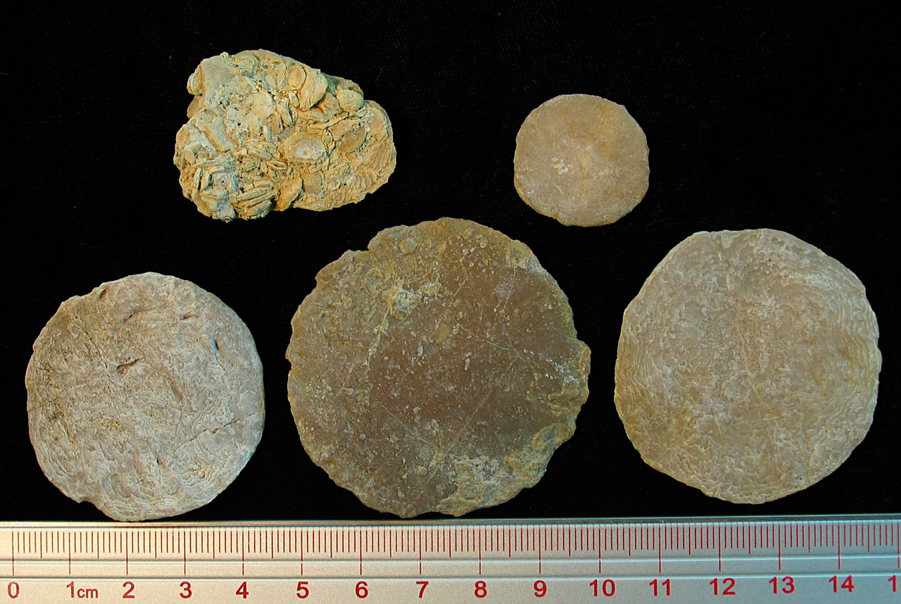Louisville Fossils and Beyond Spanish Nummulite Fossils