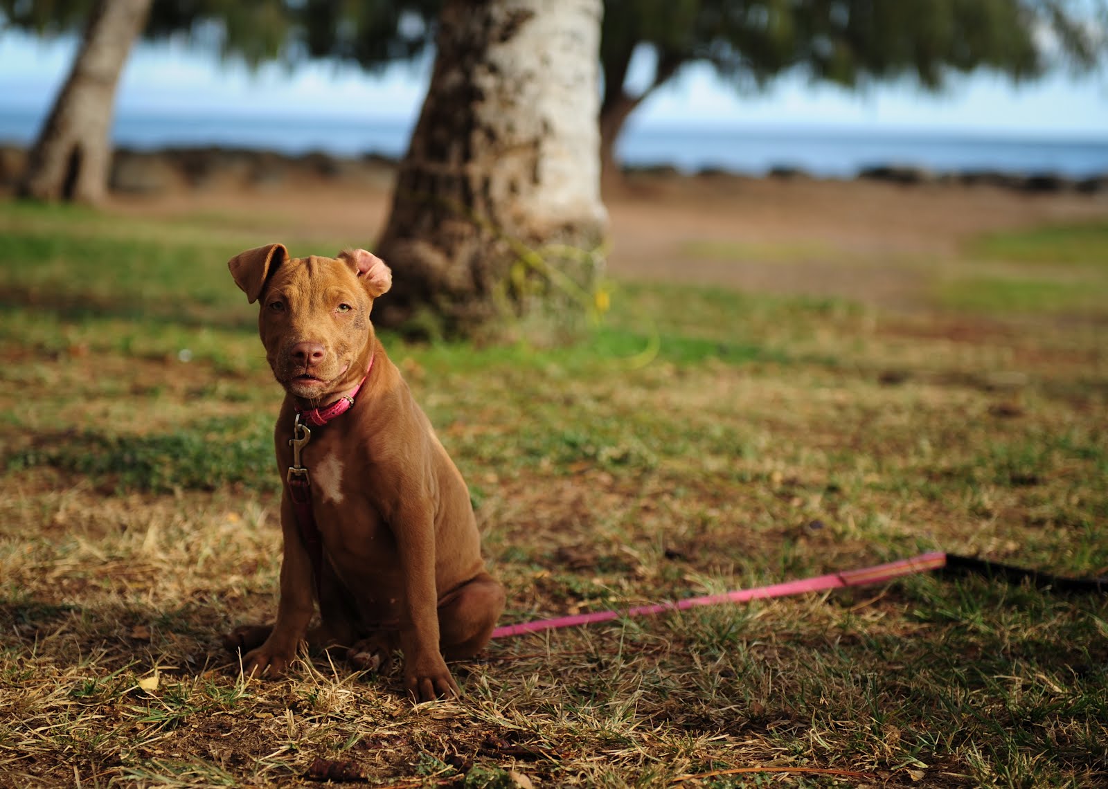 Ross Dance Photography Maui Pitbulls