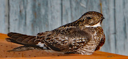 bird hibernating poorwill common flying insects