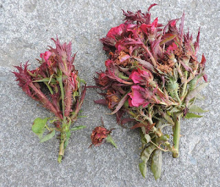 Plants infected with rose rosette disease  rose rosette disease pictures