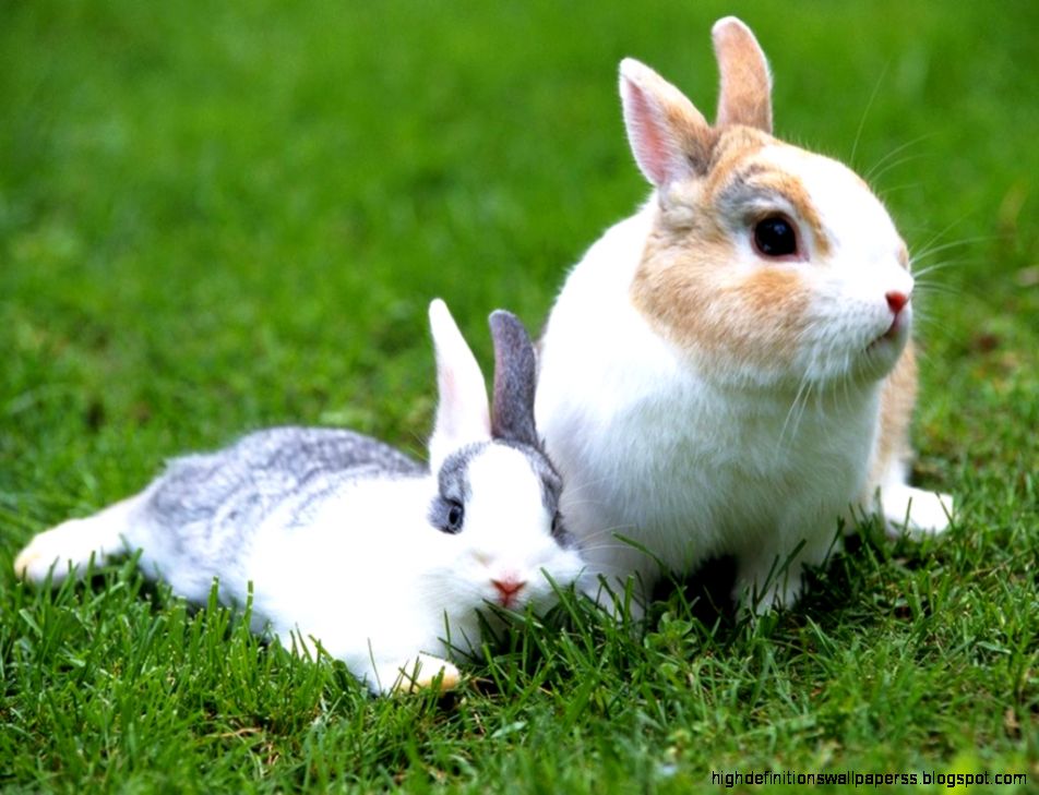 Cute Rabbit