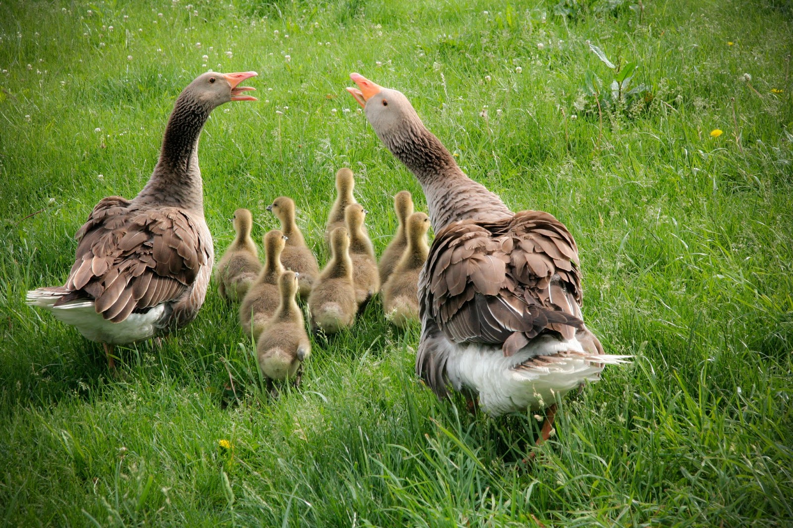 Real farm animals, wallpaper, zoo animals, collection domestic animals ...