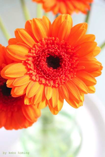 Gerbera Blumen flowers in orange bei kebo homing, dem Südtiroler Food- und Lifestyleblog, Fotografie, Styling und die Liebe zu den kleinen Dingen des Lebens