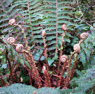 Ballyseedy woods