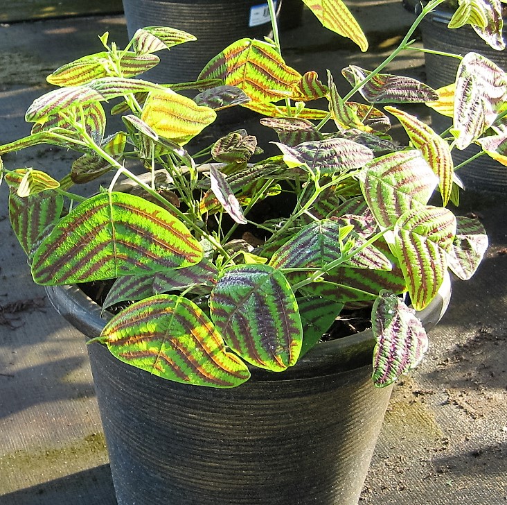 HeyPlantMan! Exotic Tropical Plants from St. Pete FL Butterfly Wing