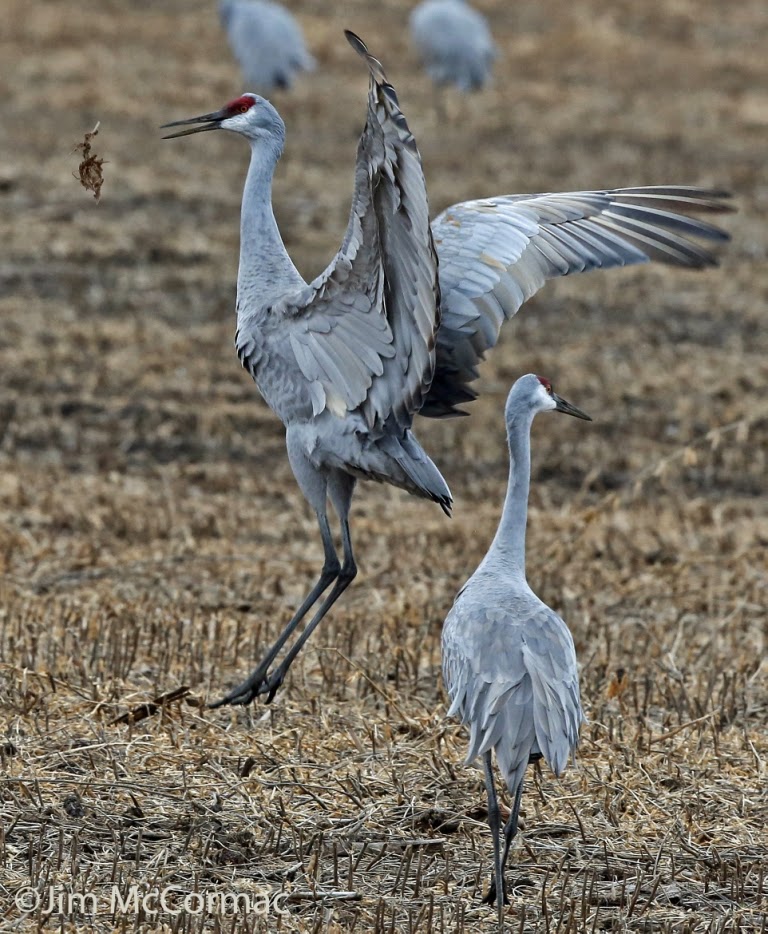 Ohio Birds and Biodiversity Sandhill Cranes at JasperPulaski