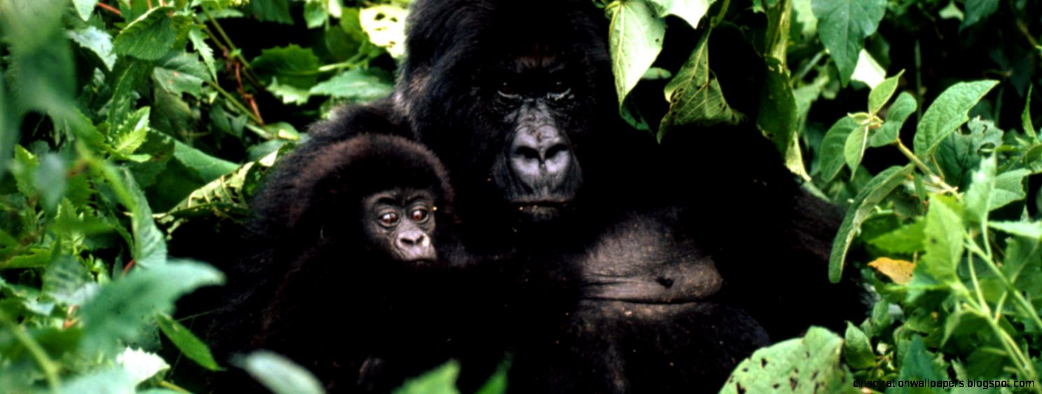 Mountain Gorilla  Gorillas  WWF