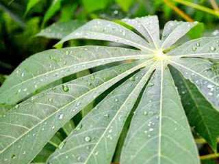 cassava leaves benefits health