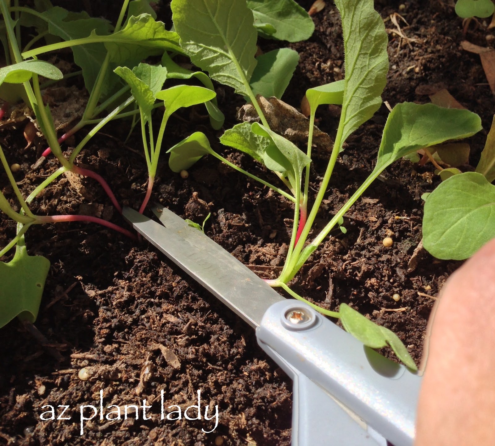 Too Many Vegetables....How to Thin Seedlings - Ramblings from a Desert ...
