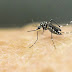 Um em cada dez municípios do Paraná enfrenta epidemia de dengue