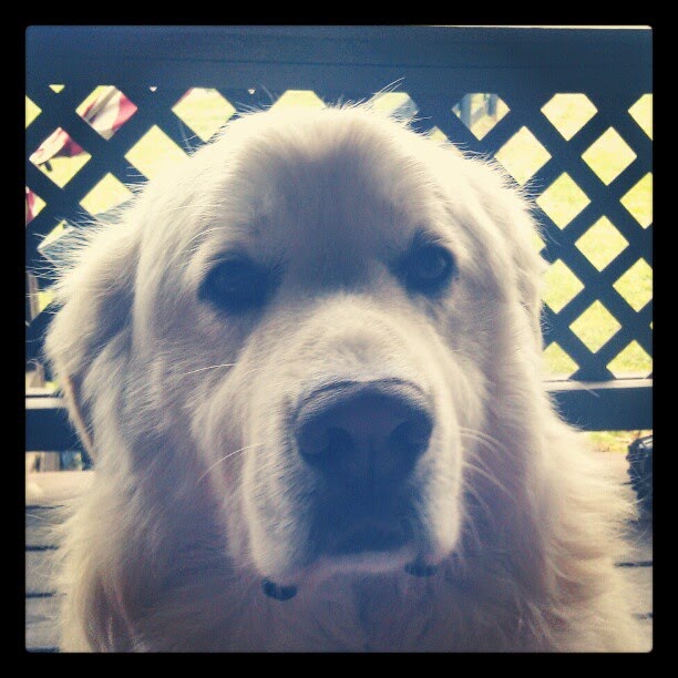 Giant Dawg Says Happy Derby Day!