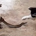 Intense three way fight between a frog, snake and cat