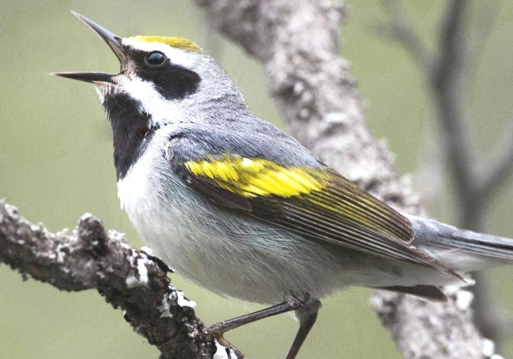 List Of Birds Of North Carolina Owls Of North Carolina