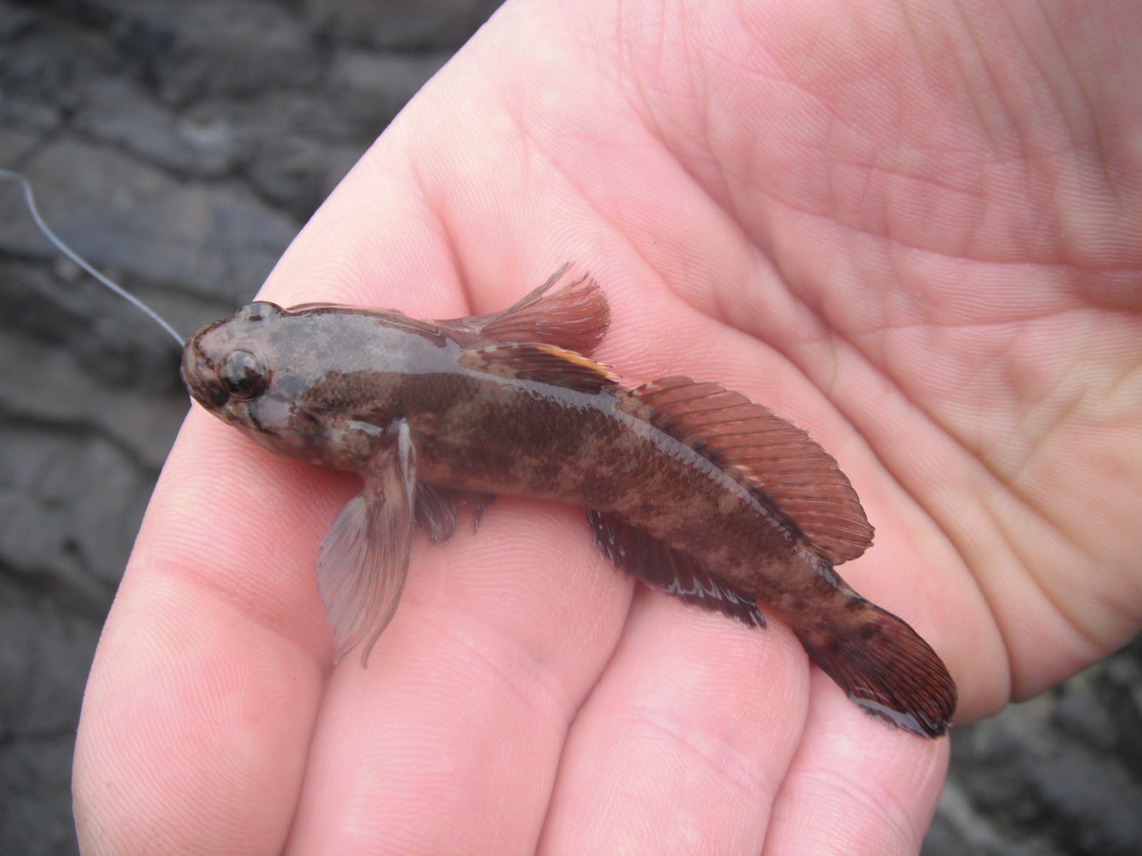 South East Lure Angling A little bit of lrf....