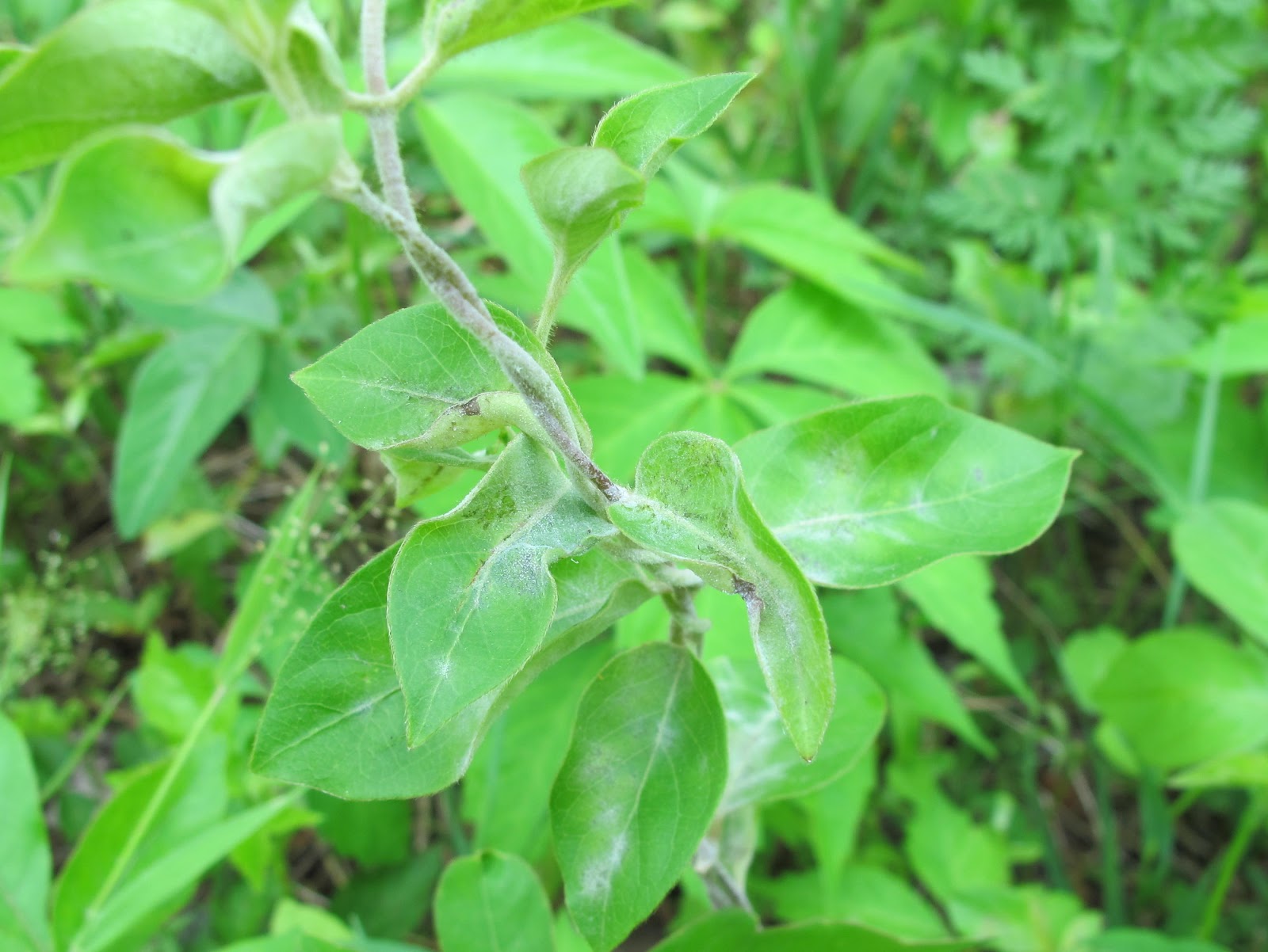 Blue Jay Barrens Powdery Mildew Fungus on Japanese Honeysuckle