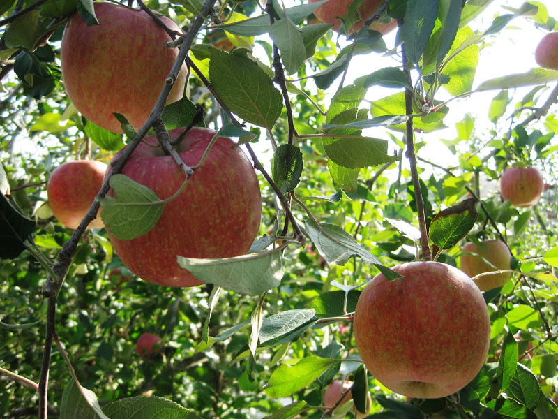 On the Flipside: A Korean Adventure: Sudeoksa Temple and Yesan Apple ...