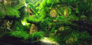 cara membuat aquascape tanpa CO2 Injection cara membuat aquascape tanpa CO2 Injection