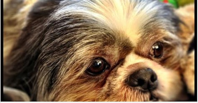 10 primeiros sinais de que seu shih tzu pode ter câncer