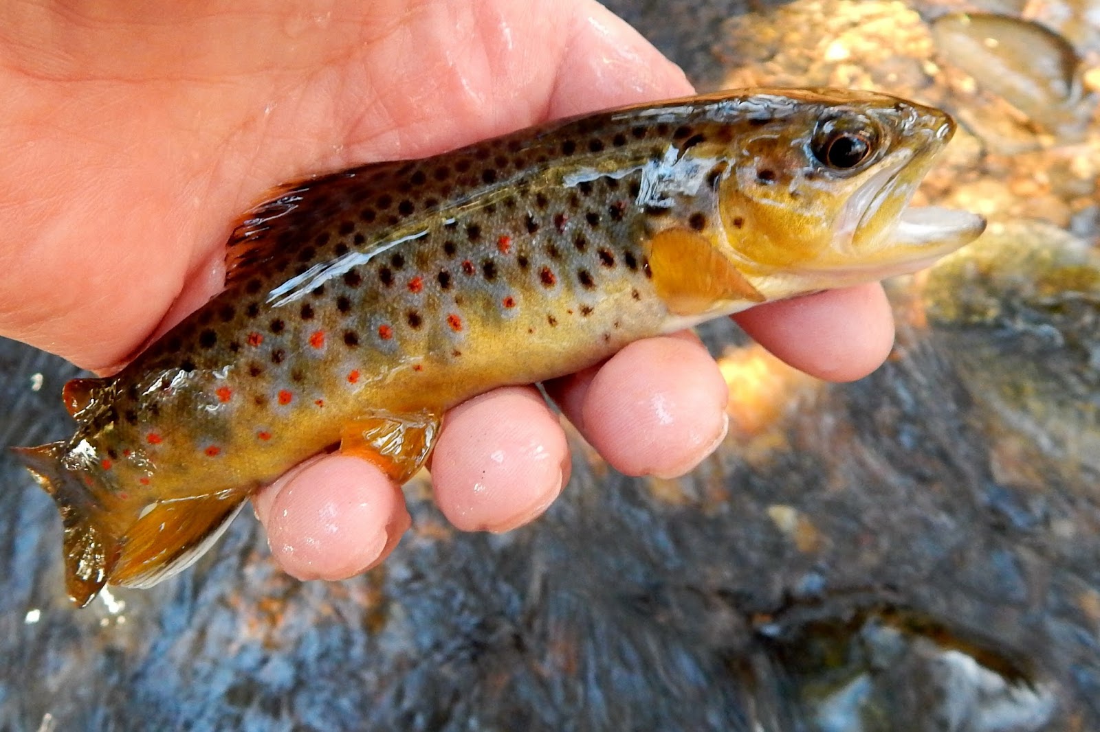 Small Stream Reflections Connecticut's Wild Brown Trout