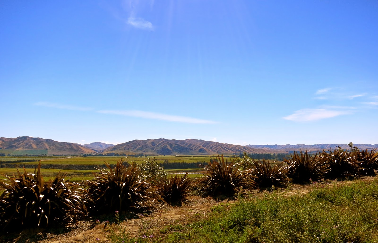 Wayfarer Seddon, New Zealand