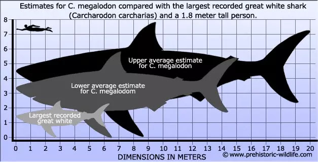 RETRO KIMMER'S BLOG: THE MEGALODON: WORLD'S BIGGEST PREDATOR