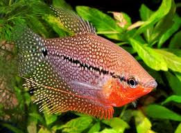 Ikan Hias Akuarium Tanpa Oksigen Ikan Hias Akuarium Tanpa Oksigen