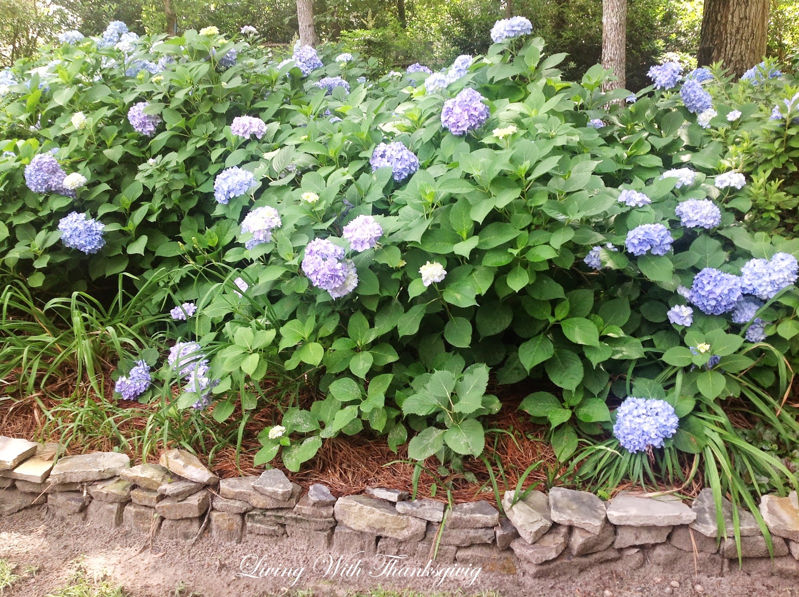 Hydrangea Favorites Plant Something Oregon