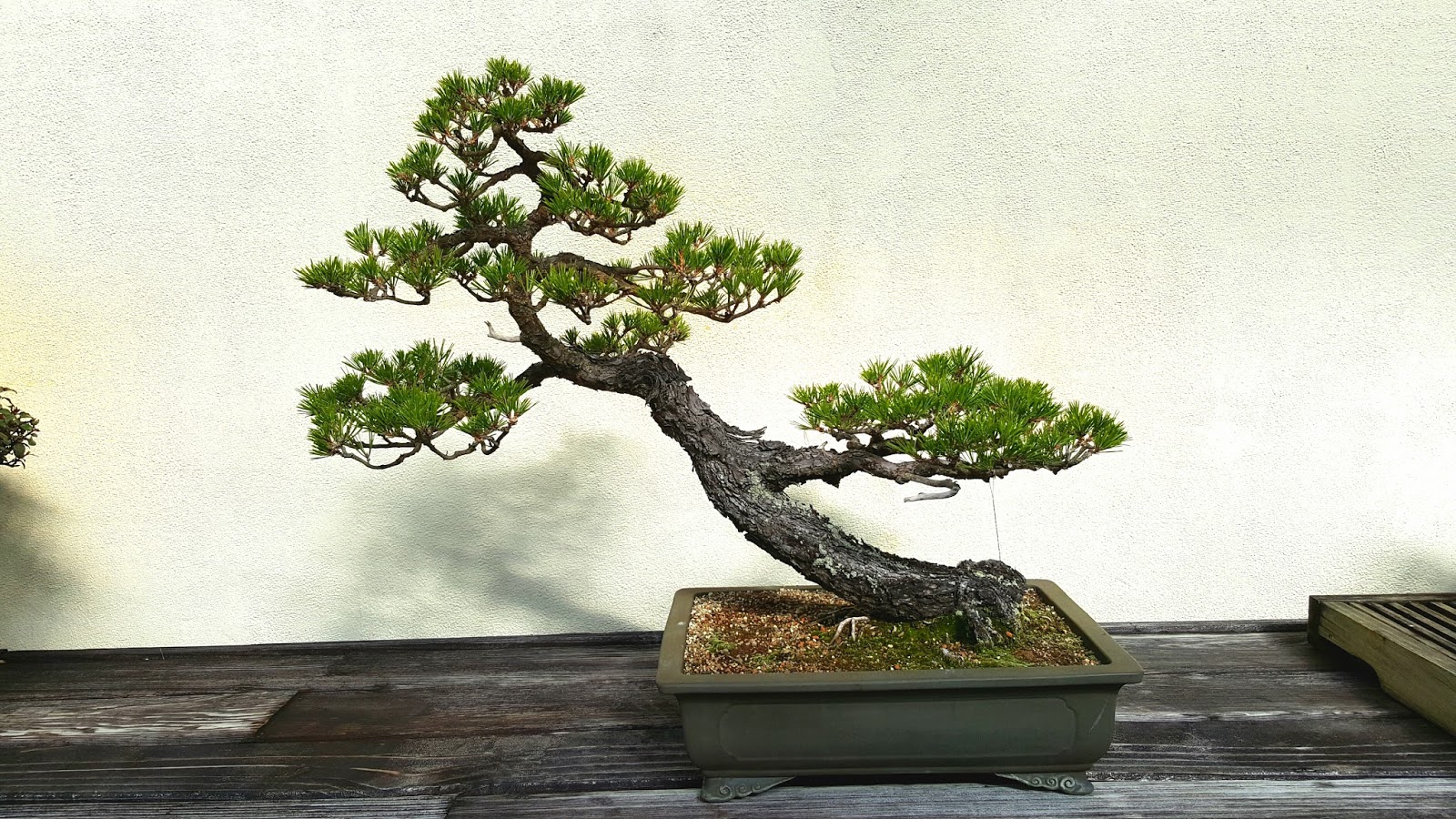 Bonsai Misadventures The Bonsai Of The National Bonsai And Bonsai Misadventures The Bonsai Of The National Bonsai And