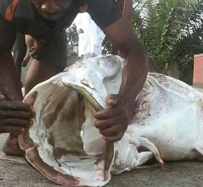106 lbs human size fish caught fishermen