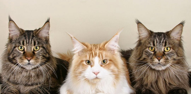 Memelihara Kucing Menjauhkan Anak-anak dari Stres Memelihara Kucing Menjauhkan Anak-anak dari Stres