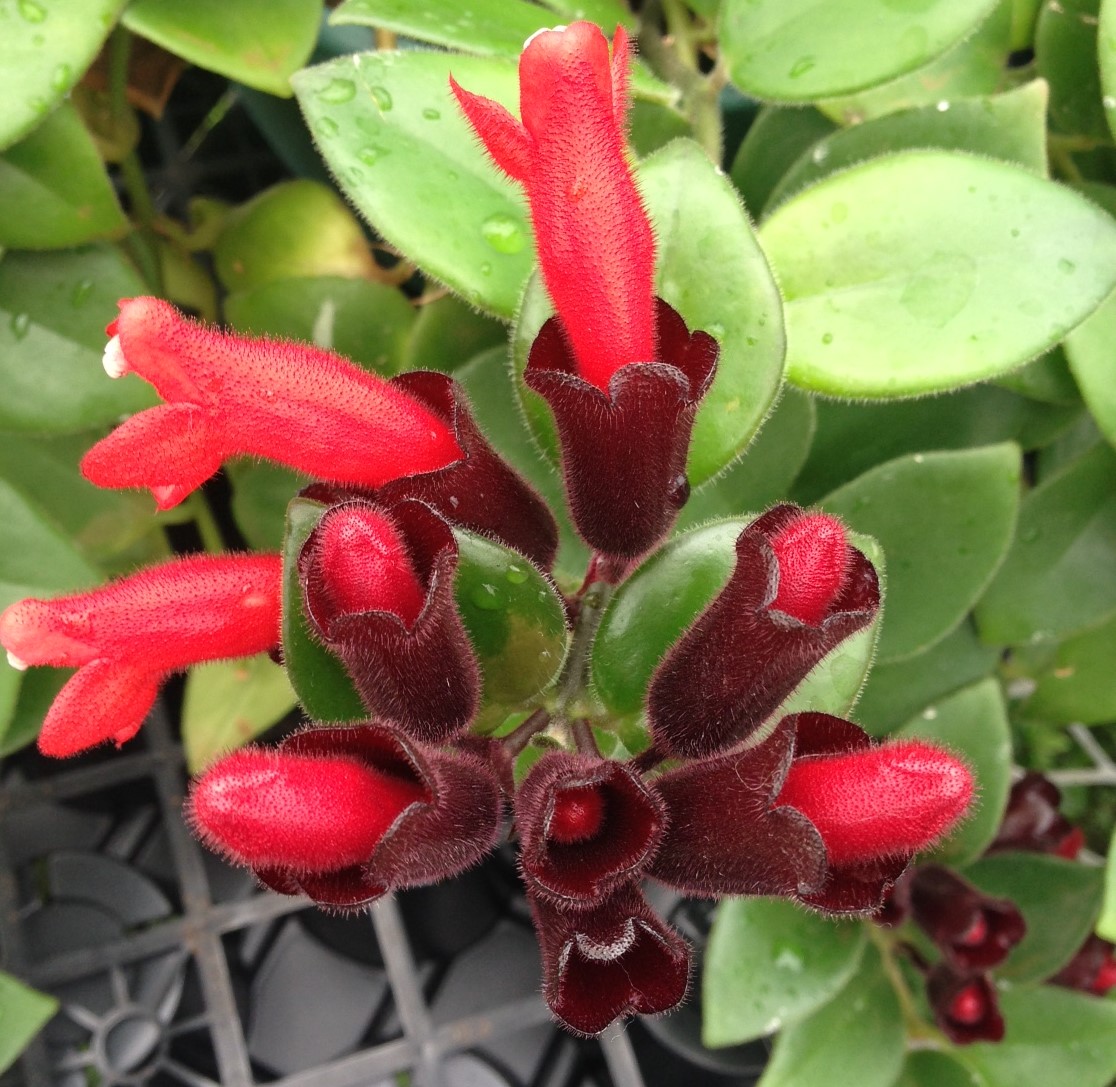 Gary's Specialty Plants Let's make a better Lipstick Plant
