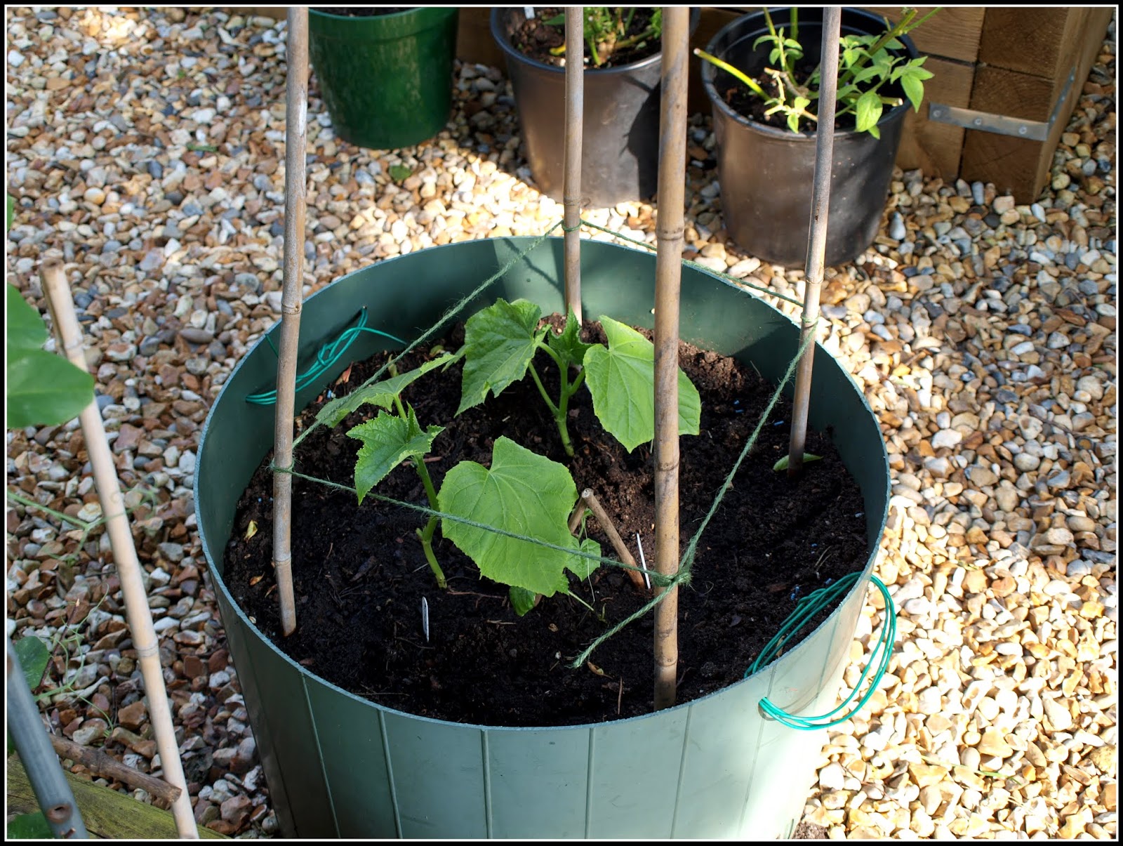 Mark's Veg Plot Support for the Cucumbers