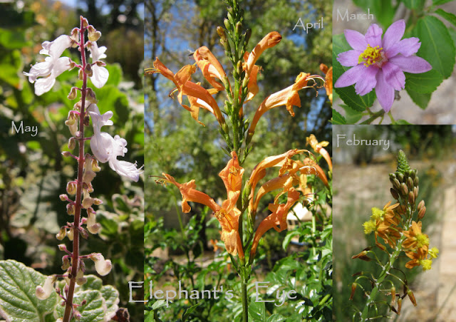 Plectranthus madagascariensis, Tecoma capensis, Grewia occidentalis Bulbine frutescens (Searsia crenata has TINY flowers = Five) for False Bay in Dozen for Diana