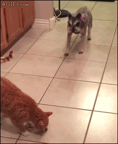 Funny animal gifs - part 310, best funny gif, cute animal gif