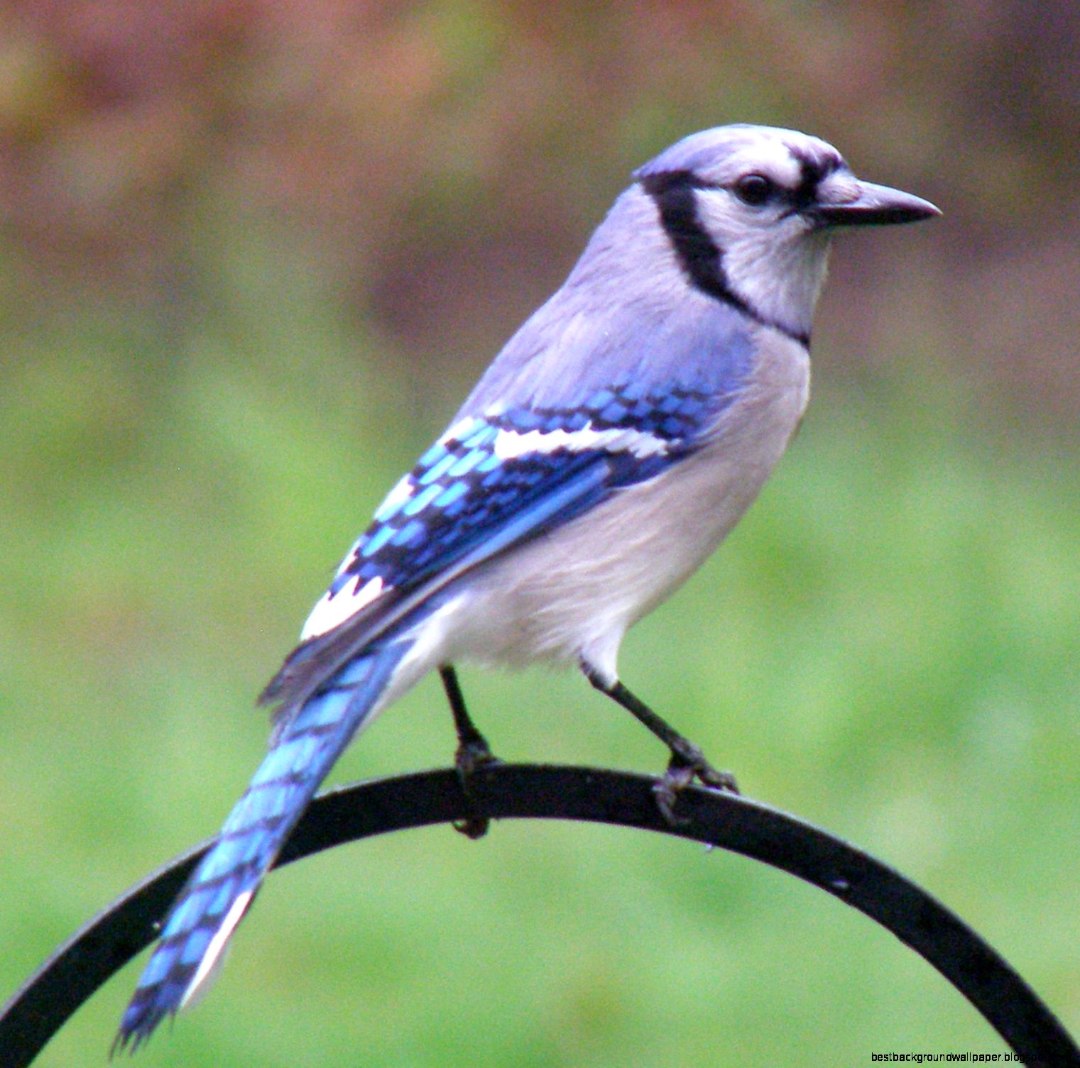 Male Blue Jay