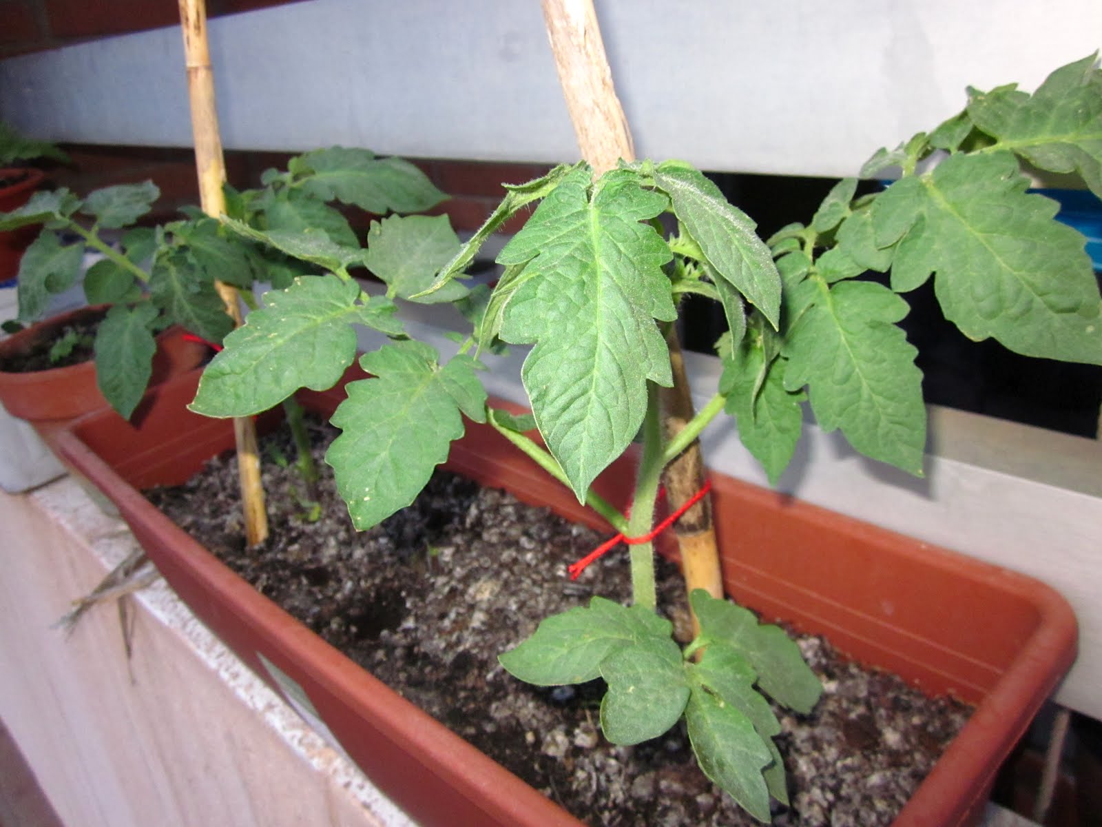 Me he metido en un jardín...: El jardín de casa