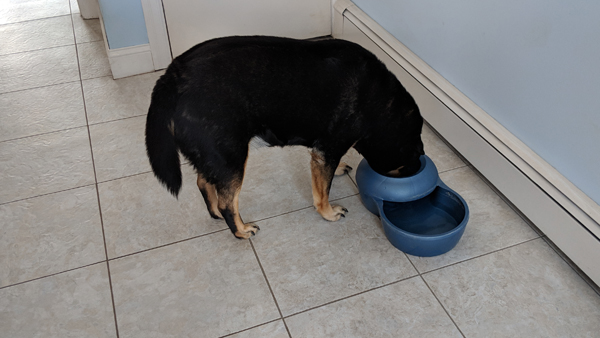 image of Zelda the Black and Tan Mutt drinking her water through the small hole rather than directly out of the large bowl