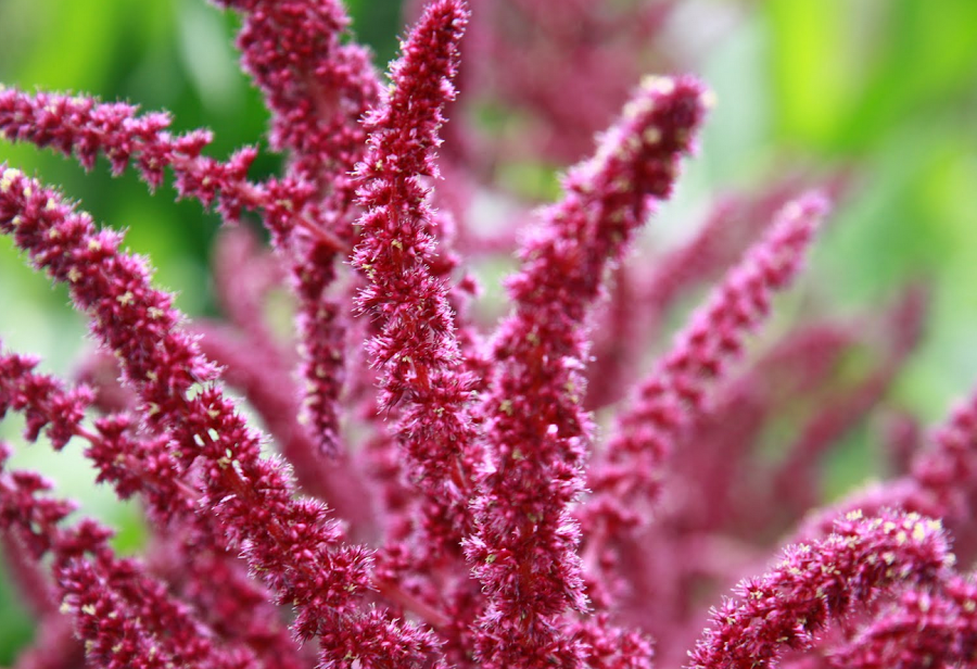 AMARANTHUS