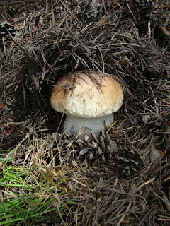 King Boletus (prawdziwek) mushroom in the High Sierras, CA