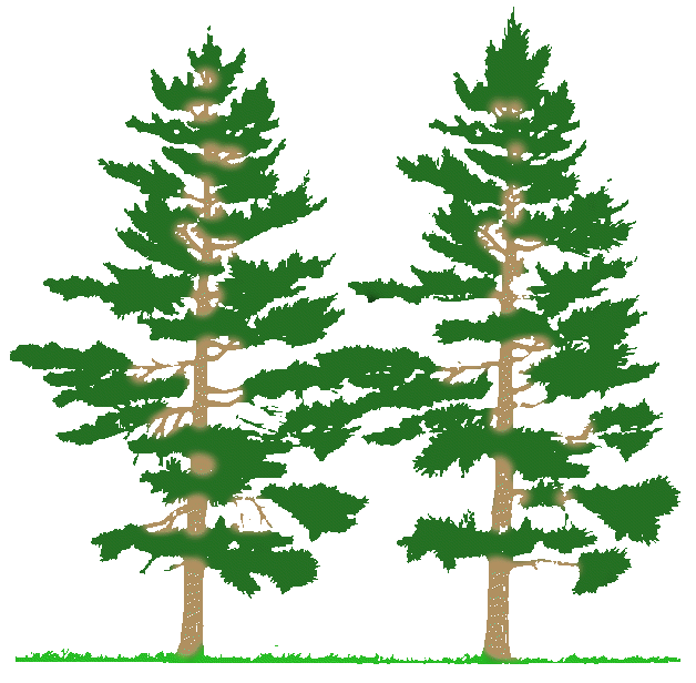 clip art line drawing of a tree - photo #21