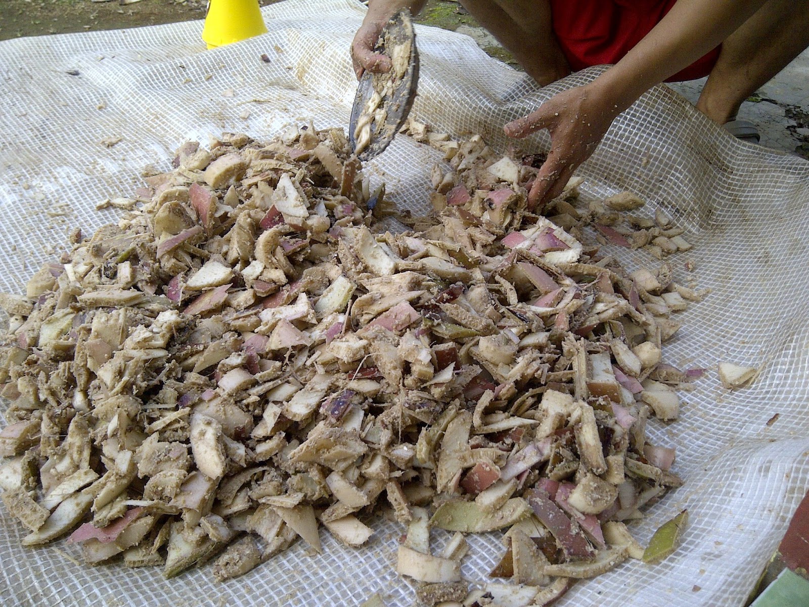 Takjub! Pohon Pisang Ternyata Mampu Membuat Kambing Menjadi Sehat Dan Gemuk - Blog Kang Hamzah