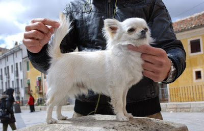 Chihuahua de linea inglesa